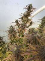 Concrete Jungle Seeds Sunset Sherbert - foto de sasenn