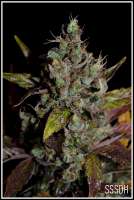 Connoisseur Genetics SSSDH - foto de admin