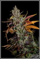 Connoisseur Genetics SSSDH - foto de admin