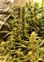 Cream of the Crop Seeds K.O. Crop - foto de Imaskypilot