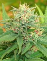 Cream of the Crop Seeds Narcotic Kush - foto de SeedMan91