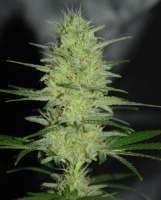 Cream of the Crop Seeds Pretty Lights - foto de SeedMan91