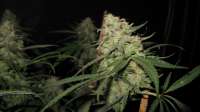 Cream of the Crop Seeds Purple Paralysis - foto de pihkal