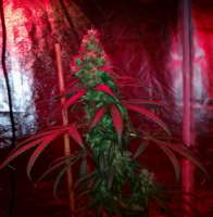 Crop King Seeds Purple Kush - foto de NachoEvans