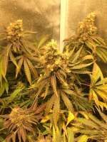 Crop King Seeds White Voodoo - foto de JasonJ