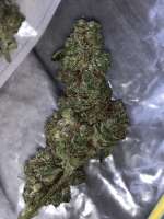 Cult Classics Seeds Hammer Of The Gods - foto de IndianaCones