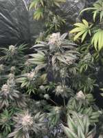 DNA Genetics Seeds Bakers Delight - foto de Jedisurf