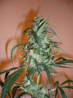 DNA Genetics Seeds C-13 Haze - foto de merlin