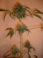 DNA Genetics Seeds C-13 Haze - foto de merlin