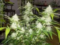 Imagen de WhiteyB (Cannalope Haze)