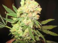 Imagen de Hazeborn2 (Cannalope Haze)