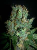 DNA Genetics Seeds Chocolate Fondue - foto de timboy