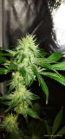 DNA Genetics Seeds Chocolope - foto de ElCannabiologo