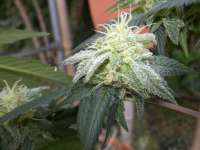 Imagen de WhiteyB (Chocolope Kush)