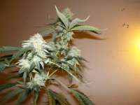 Imagen de WhiteyB (Chocolope Kush)