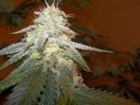 Imagen de WhiteyB (Chocolope Kush)