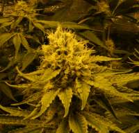 Imagen de drLSP (Chocolope Kush)