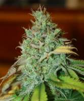 DNA Genetics Seeds Chocolope Kush - foto de heckenkriecher