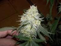 Imagen de WhiteyB (Chocolope Kush)