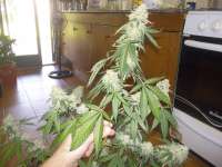 Imagen de WhiteyB (Chocolope Kush)