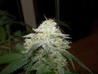 DNA Genetics Seeds Chocolope Kush - foto de WhiteyB