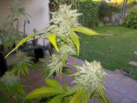 Imagen de WhiteyB (Chocolope Kush)