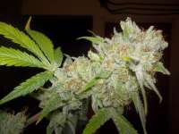 Imagen de WhiteyB (Chocolope Kush)