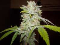 Imagen de WhiteyB (Chocolope Kush)