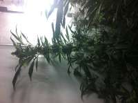 DNA Genetics Seeds DJ's Gold - foto de Walruz