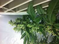 DNA Genetics Seeds DJ's Gold - foto de Walruz