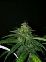 DNA Genetics Seeds Double Alien 18 - foto de 46nkid