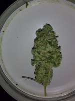 Imagen de admin (Holy Grail Kush)