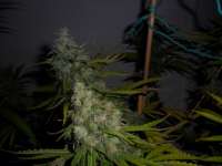 DNA Genetics Seeds Kandy Skunk - foto de admin