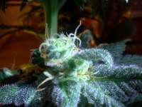 Imagen de RapidGold (Kushberry)