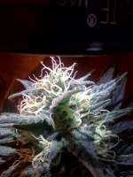 Imagen de RapidGold (Kushberry)