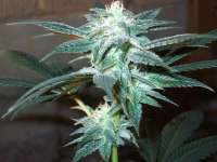 DNA Genetics Seeds Kushberry - foto de thewort