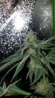 DNA Genetics Seeds L.A. Chocolat - foto de Chillpill123