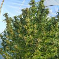 DNA Genetics Seeds L.A. Chocolat - foto de Outdoorwonder