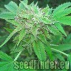 DNA Genetics Seeds L.A. Confidential