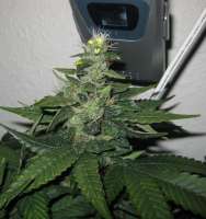 DNA Genetics Seeds L.A. Woman - foto de someguy15