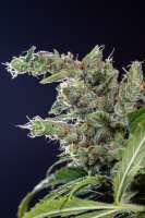 DNA Genetics Seeds Lemon Skunk - foto de Mortadelo