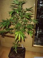 Imagen de Chilla (Lemon Skunk)