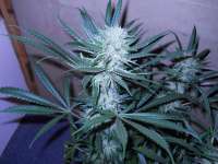 Imagen de JASALAN (Lemon Skunk)