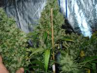 DNA Genetics Seeds Martian Mean Green - foto de rumo1