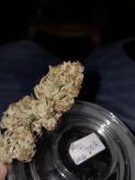 DNA Genetics Seeds Miss U.S.A. - foto de MoeSceeto