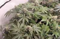 DNA Genetics Seeds Miss U.S.A. - foto de MoeSceeto