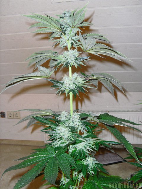 DNA Genetics Seeds ReCon