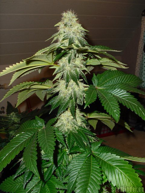 DNA Genetics Seeds ReCon