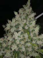 DNA Genetics Seeds Sour Kosher - foto de Ygryck