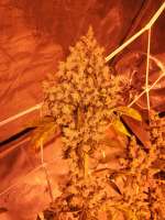 DNA Genetics Seeds Sour Kosher - foto de Ygryck